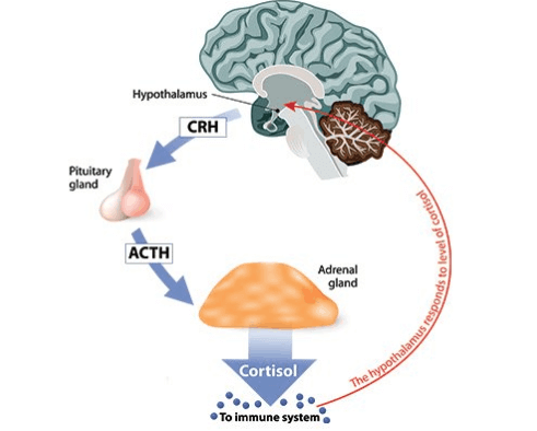 graphic representing the impact of cortisol on the immune system 
