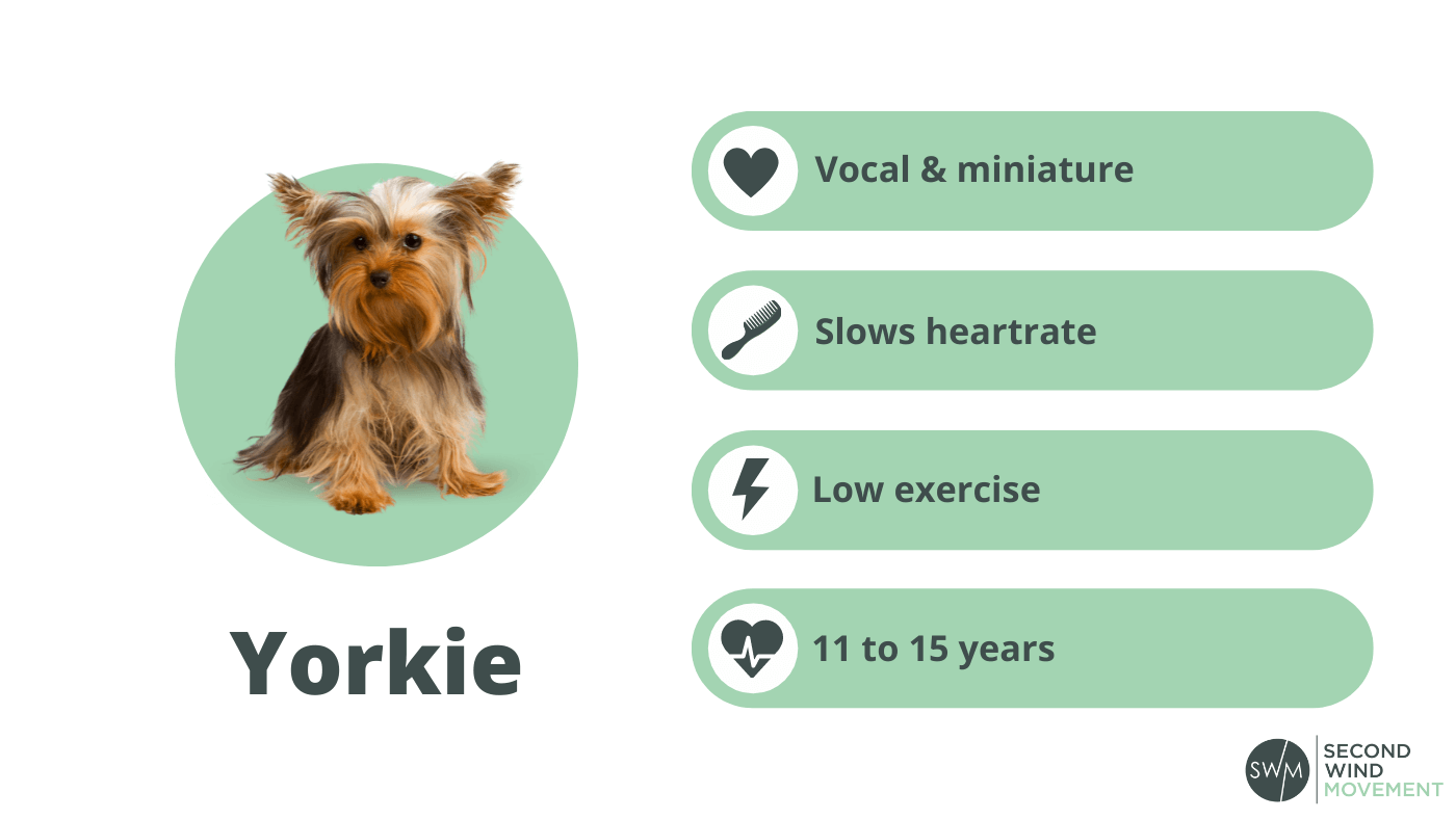 yorkshire terrier dog breed information: personality, grooming, energy levels, and life span