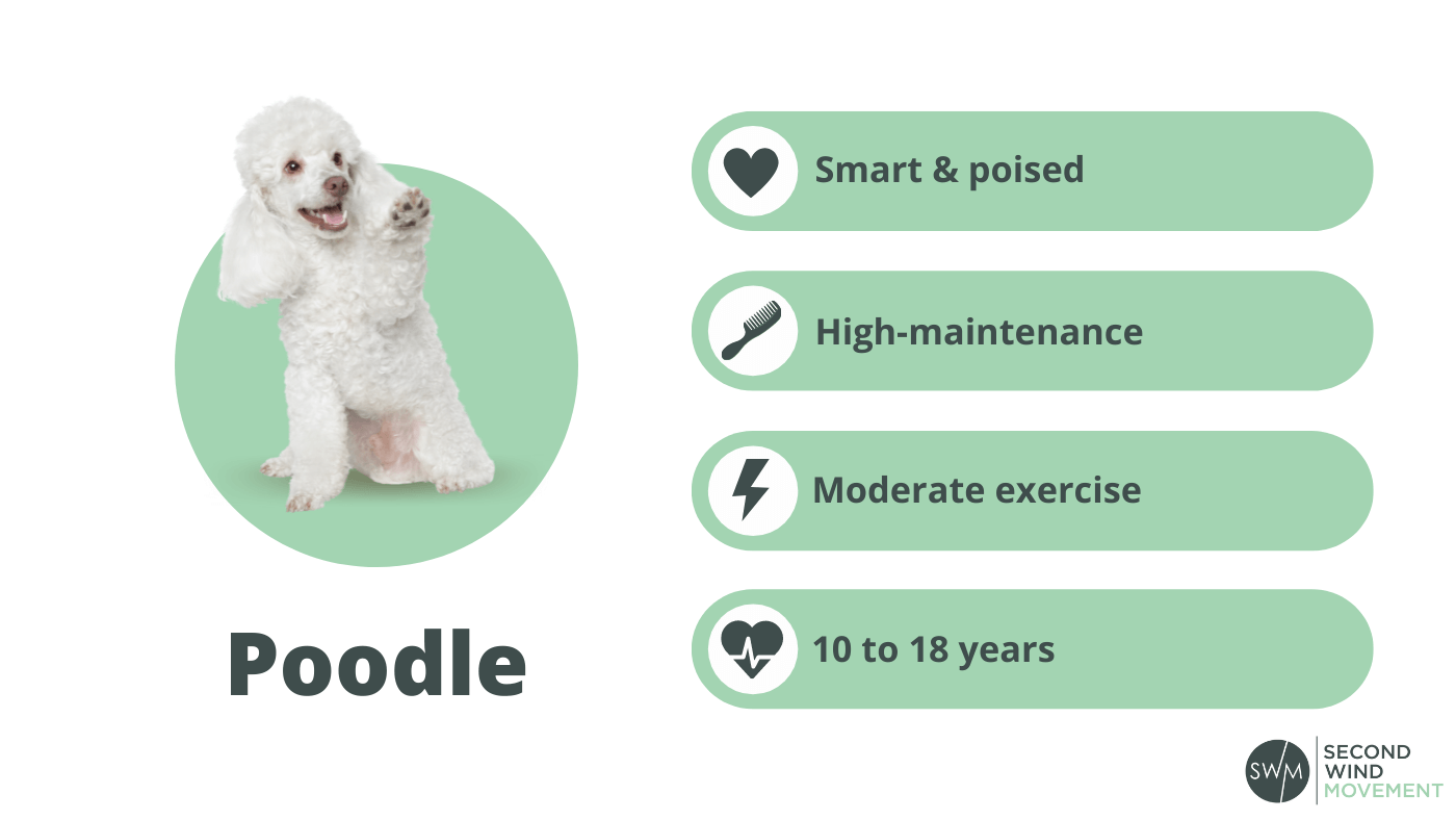 poodle dog breed information: personality, grooming, energy levels, and life span