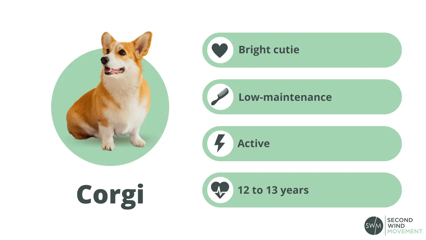 pembroke welsh corgi dog breed information: personality, grooming, energy levels, and life span