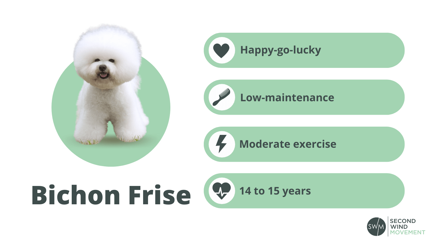 bichone frise dog breed information: personality, grooming, energy levels, and life span