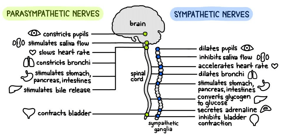 parasympathetic vs sympathetic nerves